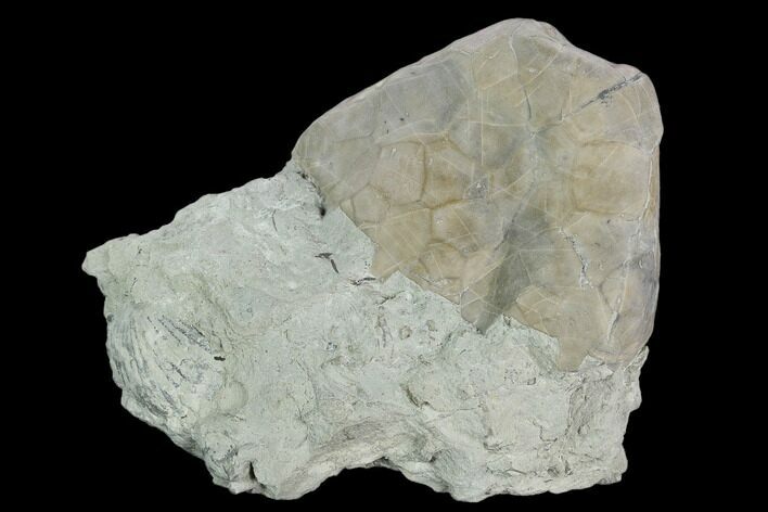 Fossil Crinoid (Eucalyptocrinus) Calyx on Rock - Indiana #127323